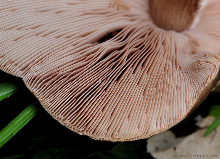 Un Pluteus cervinus ...con la faccia da Melanoleuca.........